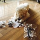 수제간식손수 이미지