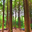 축령산 산소길(1구간) 이미지