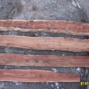 참죽나무 이미지