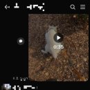 핫 dog | 안녕하세요 핫도그 애견샵입니다