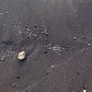 삼양검은모래해변 | 제주 삼양해수욕장 검은모래해변 주차 제주공항 근처 노을