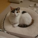 내포왕만두 | 고양이를 따라 영역 동물이 되어버린 집사 일상