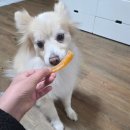 펫캐슬 강아지고양이 애견샵 의정부점 | 의정부 무인펫샵 애견용품점 견생냥품 의정부중앙역점 강아지 간식 추천