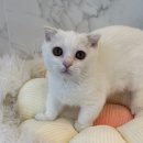 도그마루 강아지 고양이 천안아산점 이미지