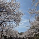 컴포즈커피경희대국제캠퍼스기숙사점 | 경희대 국제캠퍼스 벚꽃 만개 현황 (4.5 기준)
