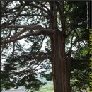 청평사(춘천) 이미지
