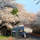 2023 제주 종합경기장 벚꽃 만개 모습 이제는 안뇽 내년을 기약해요 이미지