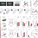 지속적인 통증(만성통증) .. 파라브라키얼 Y1R 뉴런에 내인성 진통 허브가 존재 이미지