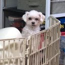 금강로746번길 | 일상 :: 신랑 생일 뒤이은 내생일 &gt;&lt;★/일상+임송캠프장에서 파티파티,캠핑음식 갈낙탕최고!