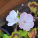 로즈화이트 이미지