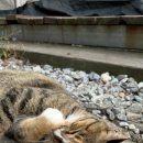 호명산캠프 이미지