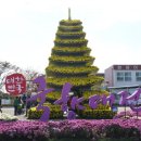 🎀함평국화축제일정 이미지