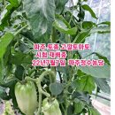 파주정수농장 이미지