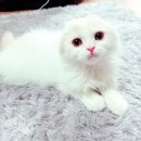 서울특별시 관악구 중앙동주민센터 이미지