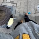 서현애견미용실 이미지