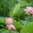 극락왕생 이미지