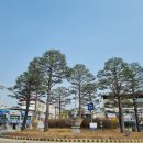 수목관리 이미지