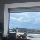 더 스테이 꽃님 이미지