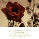 페이퍼로즈