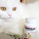 한양동물메디컬센터 | 고양이 용품 스코티쉬폴드 필수 영양제 코세퀸 실제 급여 레알 후기 들고 왔어염(내돈내산)