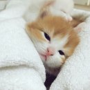엘군