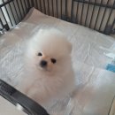 미르동물병원 | 🐶부산 미유펫- 아기 포메라니안 분양후기💕