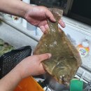 약이 되는 산야초 이미지