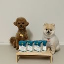 (주)선오메가 | 강아지 습식 추천, 오픈팜 독 스튜 청어+고등어 급여 후기