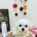 허그몽몽 이미지