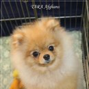 카사노바에리켄넬 이미지