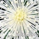국화 판매[10cm 포트묘] 이미지