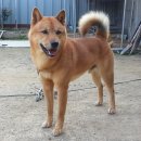 청주진도견연구소 이미지