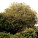 영평조록나무 이미지