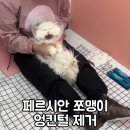 미용하냥 | 봉담고양이미용 / 수원고양이미용 / 화성고양이미용 / 고양이무마취미용 / 봉담미용하냥