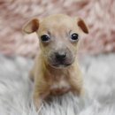 구암켄넬 이미지