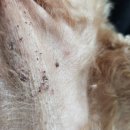 시흥탑동물의료센터 이미지