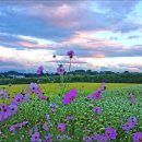 俺の人生土俵際／美原 しげる 이미지