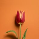 수채화 입문 이미지