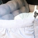 관악동물종합병원 이미지