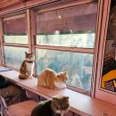 영흥로 | 인천 영흥도 고양이 100마리 카페 고양이역 솔직 방문후기