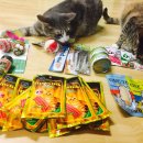 행복한 냥이네 이미지