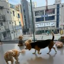 동물친구들 애견미용실 이미지