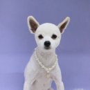 애견미용 견출지 노원점 이미지