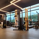 고릴라짐 이미지