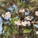 꽃나루공원 | 3월 말 미리 다녀온 해운대 벚꽃길, APEC나루공원 후기