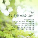 봄나무 - 강릉시 솔올로5번길 52 | 봄나무