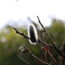 이른봄의 서정 이미지