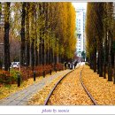 미루나무 이미지