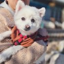 군위교육지원청화장실 | 강아지동반 겨울여행 : 팔공산 군위 제2석굴암 아미타여래삼존