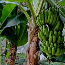 부천호수식물원 수피아 이미지